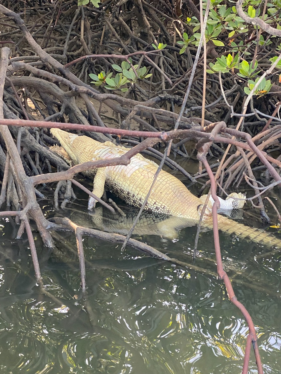 W﻿ildlife officials are investigating after a crocodile was found dead in the Ross River mangroves.