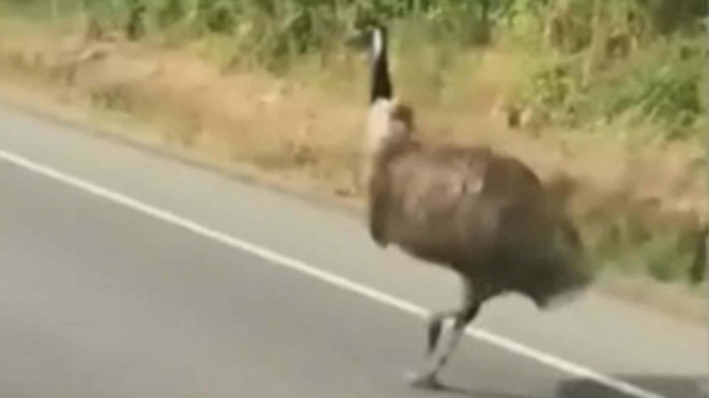 Canadian police taser runaway emu