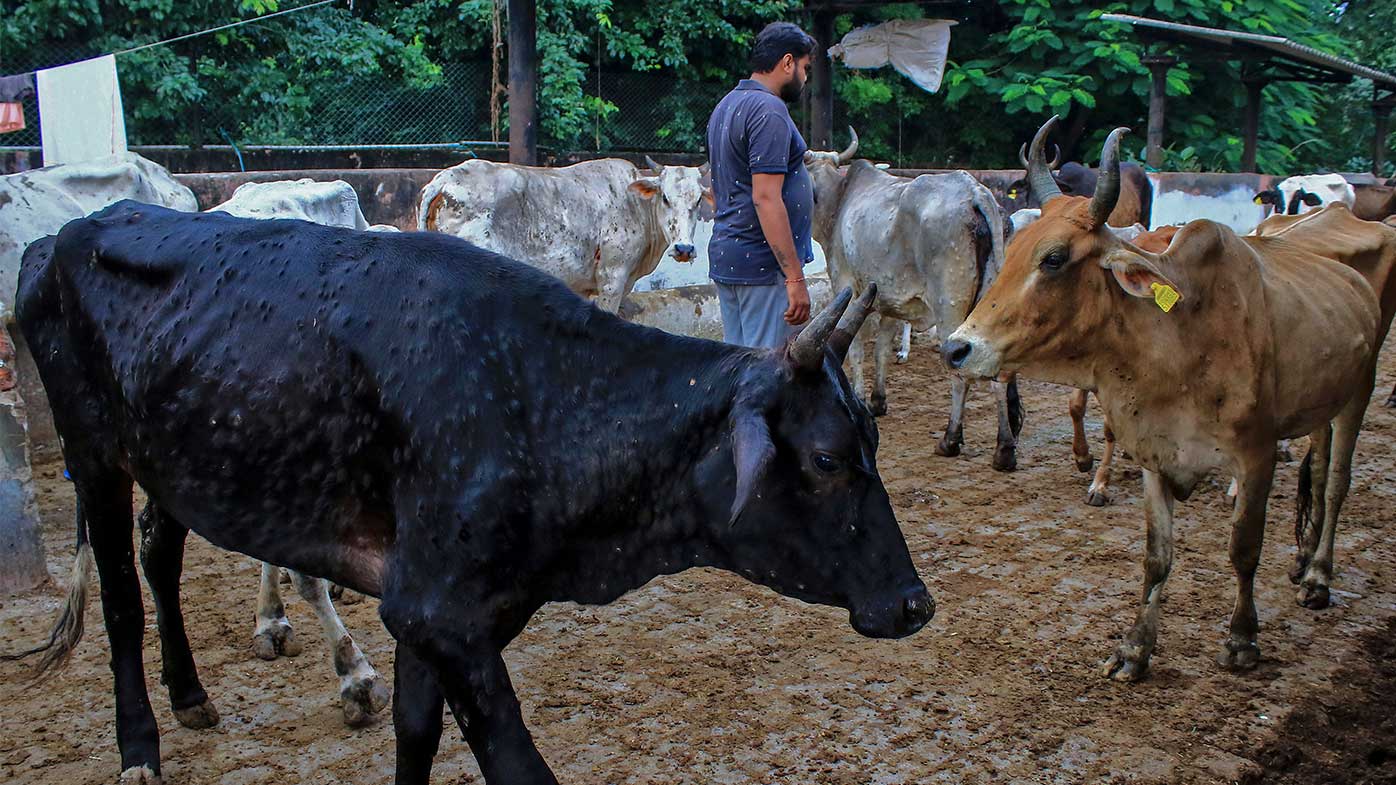 As its name suggest, lumpy skin disease gives cattle large lumps on their skin.