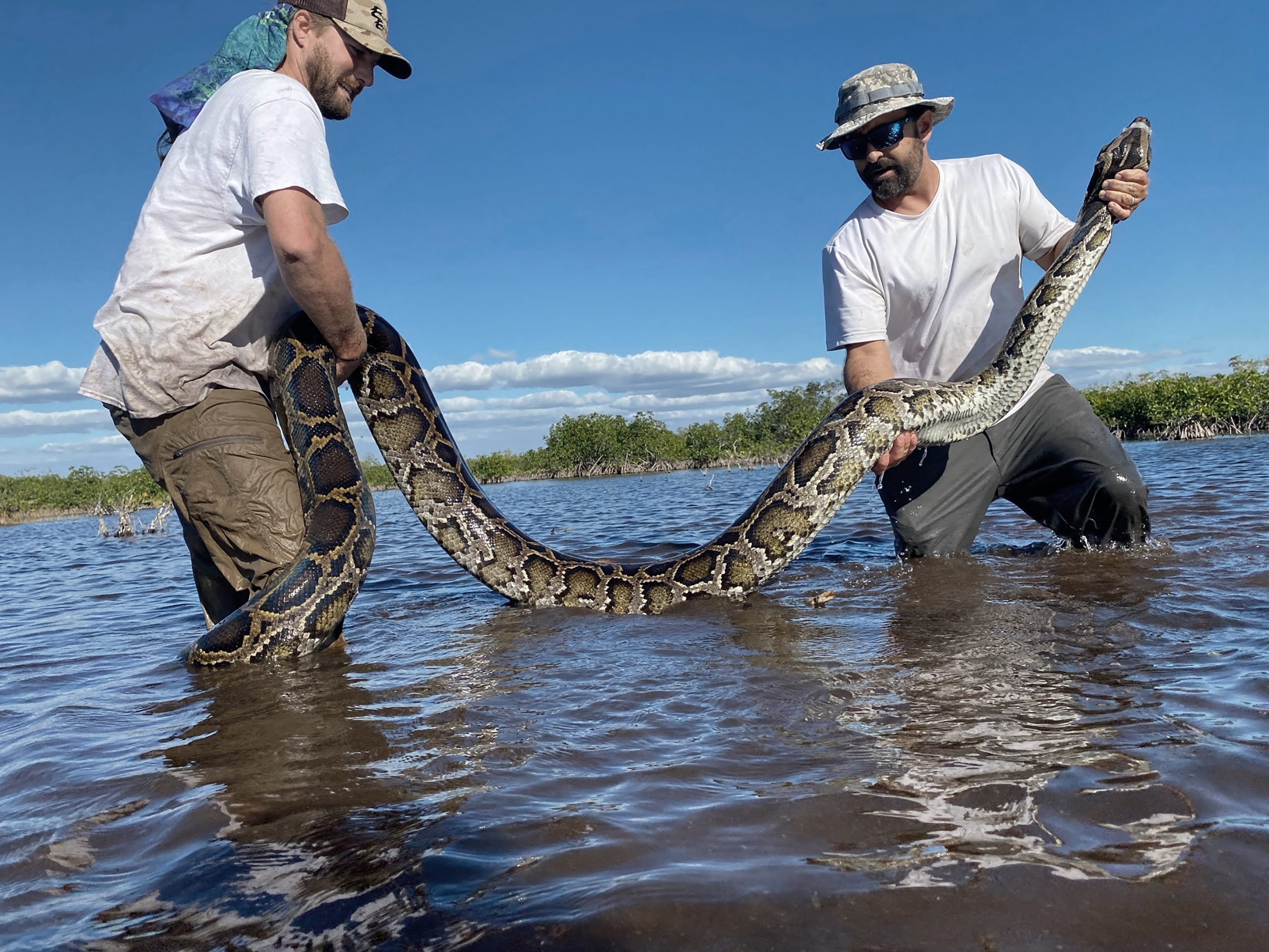 Watch: Danny Green and his pet Burmese boas