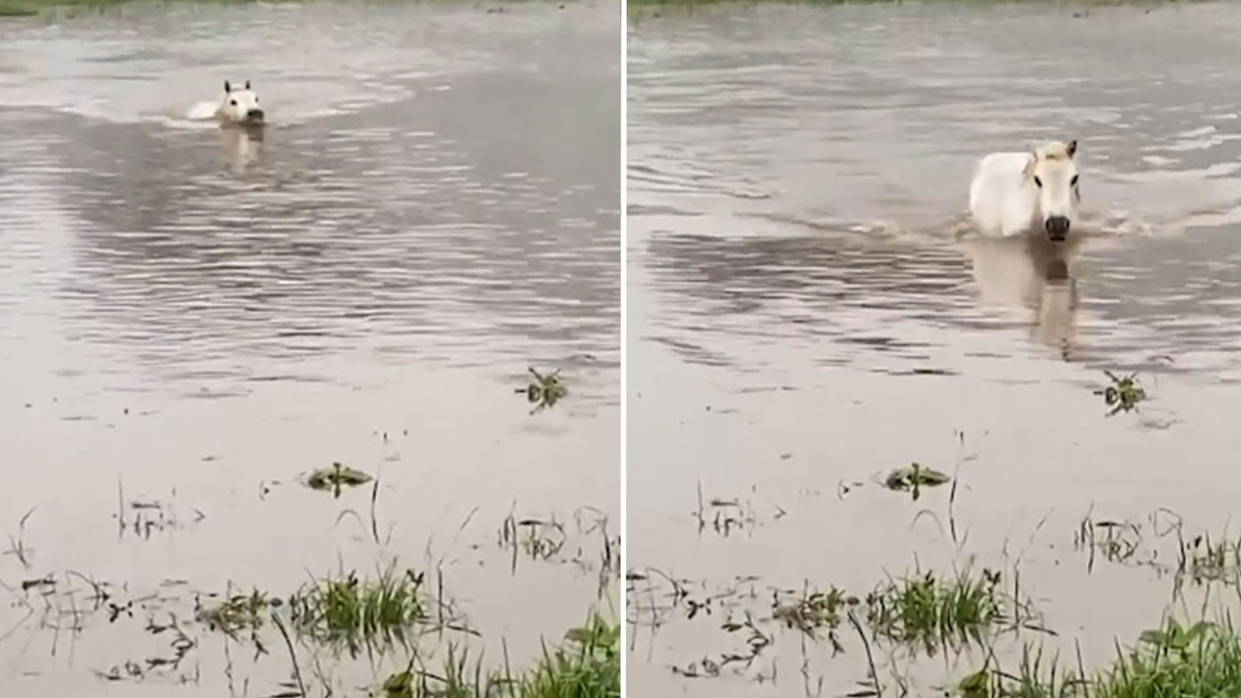 A horse has been captured swimming through floodwaters in the NSW Upper Hunter.