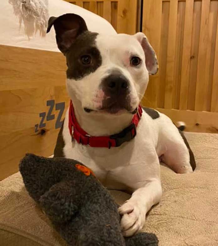 Bella is now in the care of a loving home.