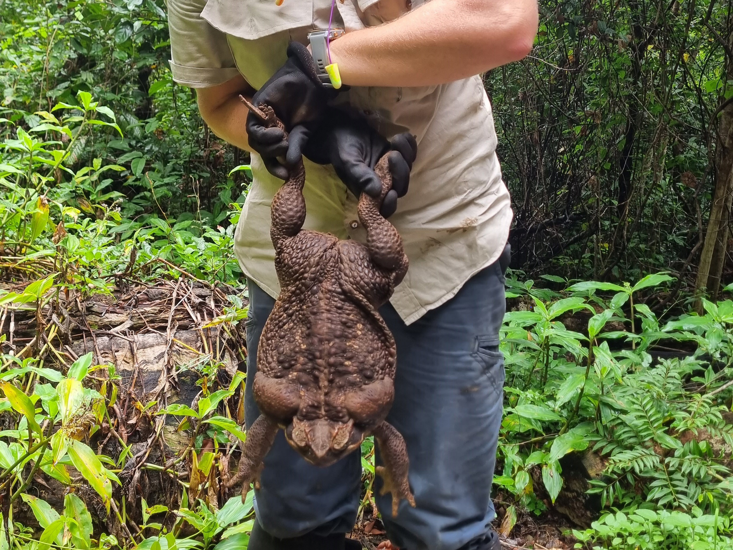 A cane toad so huge it was nicknamed 'Toadzilla' has been found in Queensland.The mammoth creature weighed almost 3kg - almost as much as a brick.