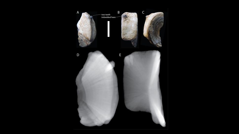 Vertebra from an ancient requiem shark showed two teeth embedded within them. (Perez, V.J. et al. Acta Palaeontological (2021); CC BY 4.0)