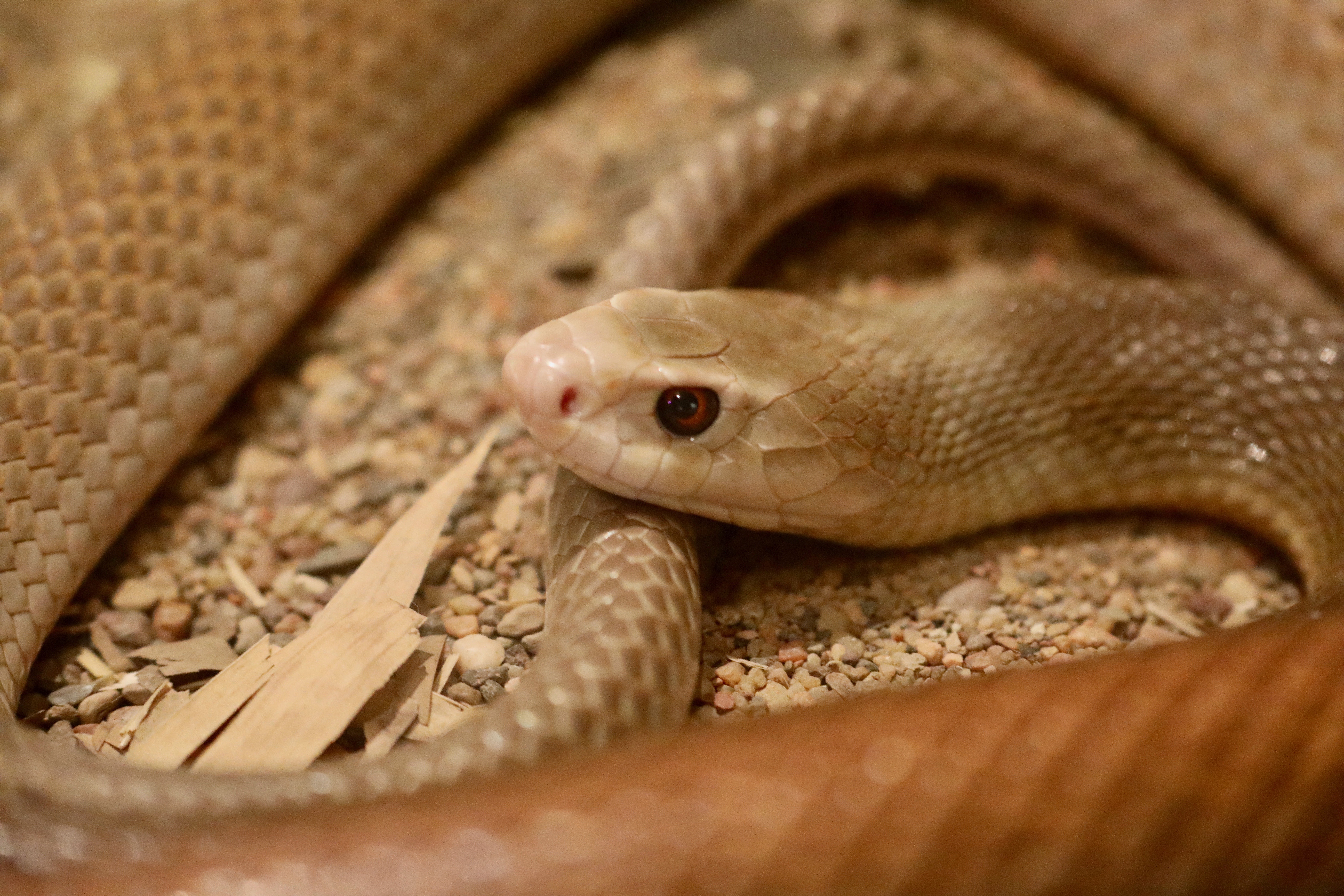 Billy Collett said he personally finds coastal taipans the most difficult to handle.