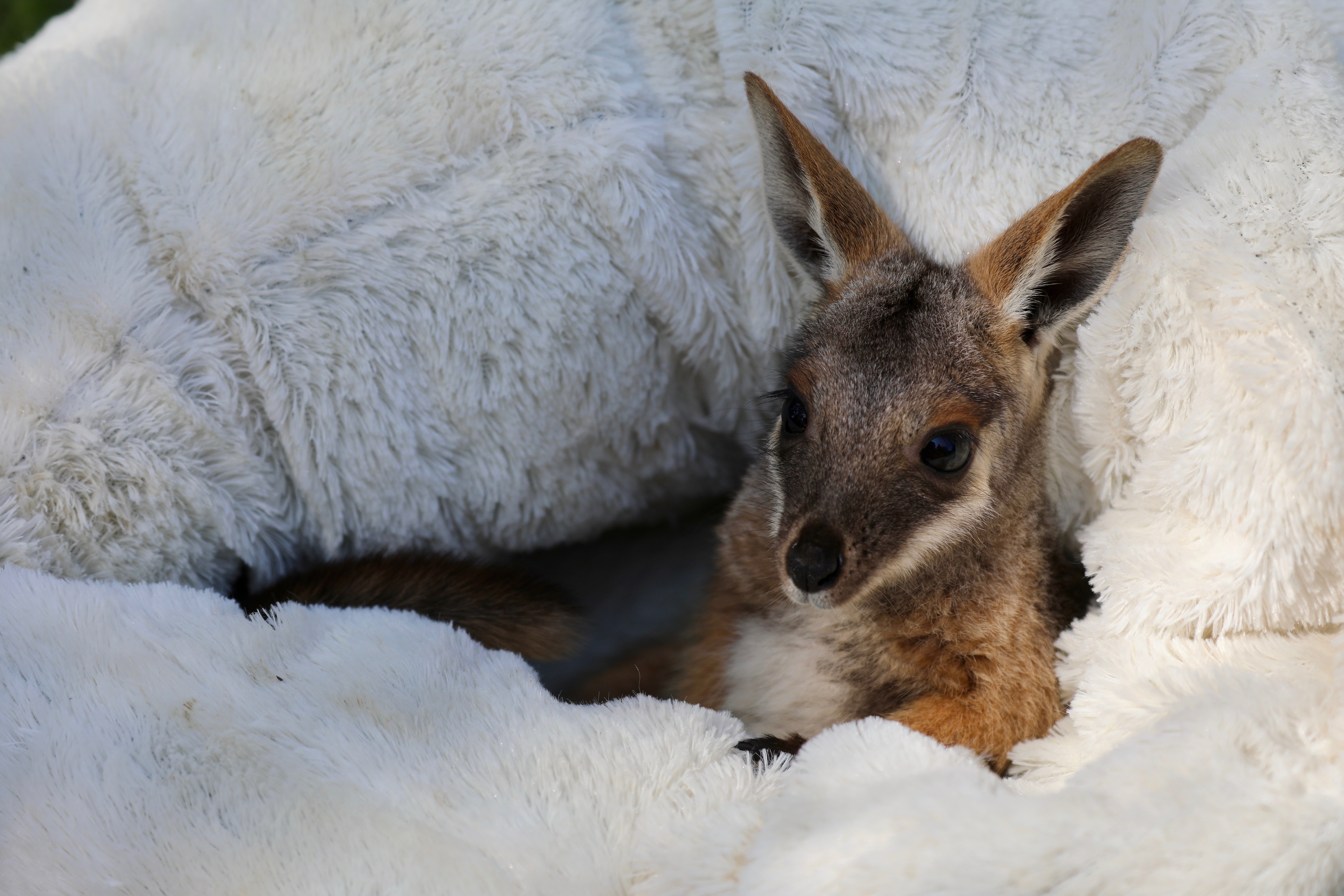 Baby joey, Dorito, has taken her first hops just in time for Australia Day.