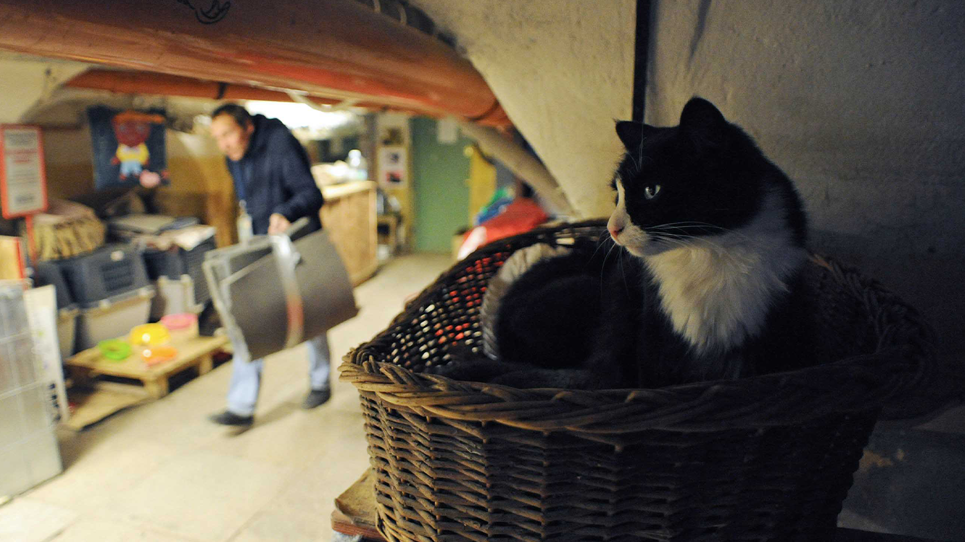 A cat rests in the basement of the State Hermitage Museum in St. Petersburg on October 14, 2015. The Hermitage's cats guard the museum's artworks from mice.