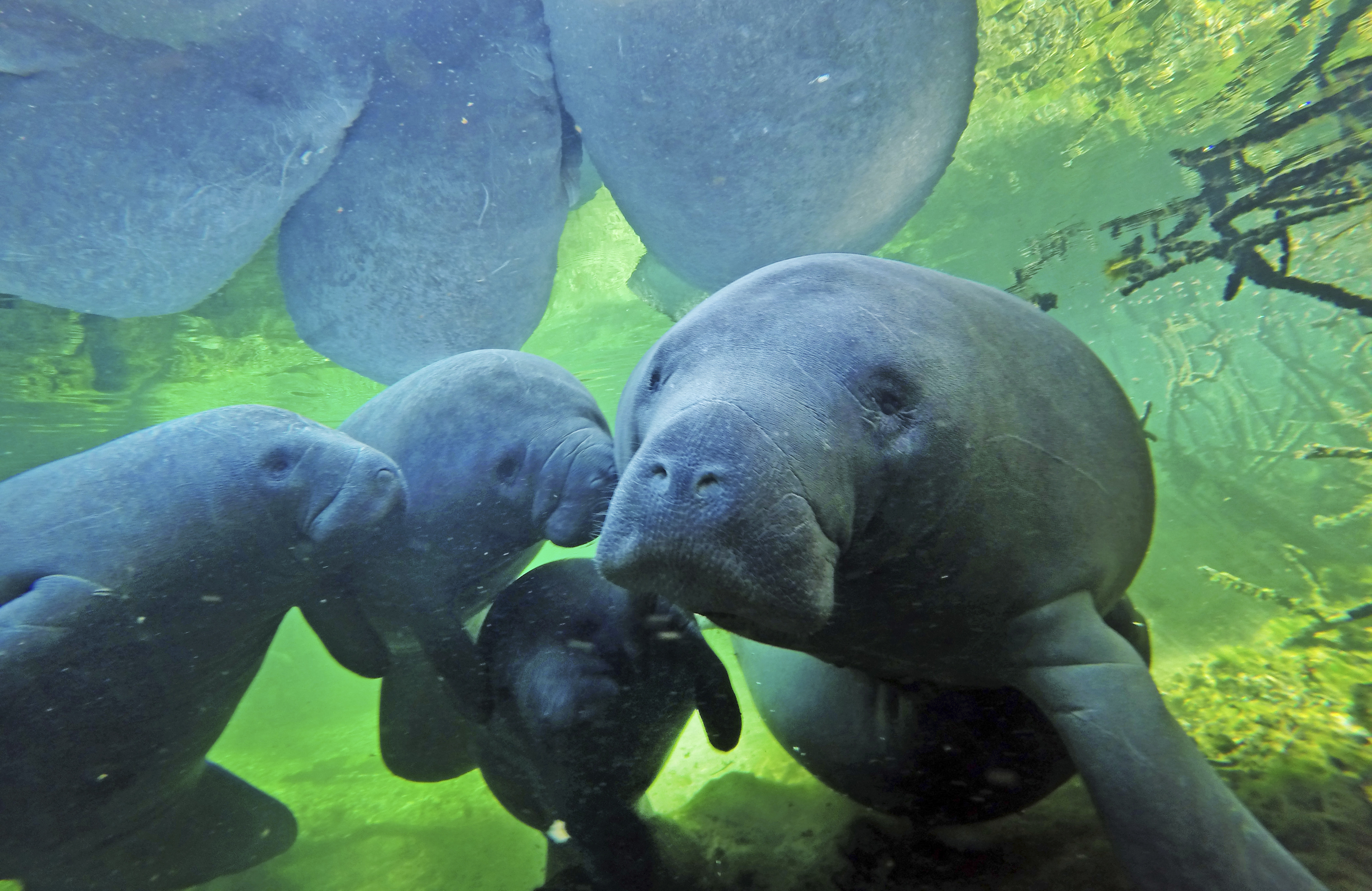 Manatees with their calves swimming  at at Blue Spring State Park in Orange City, Florida. 
