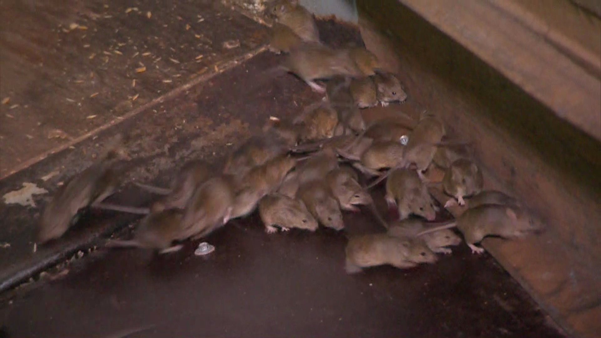 Mouse plague