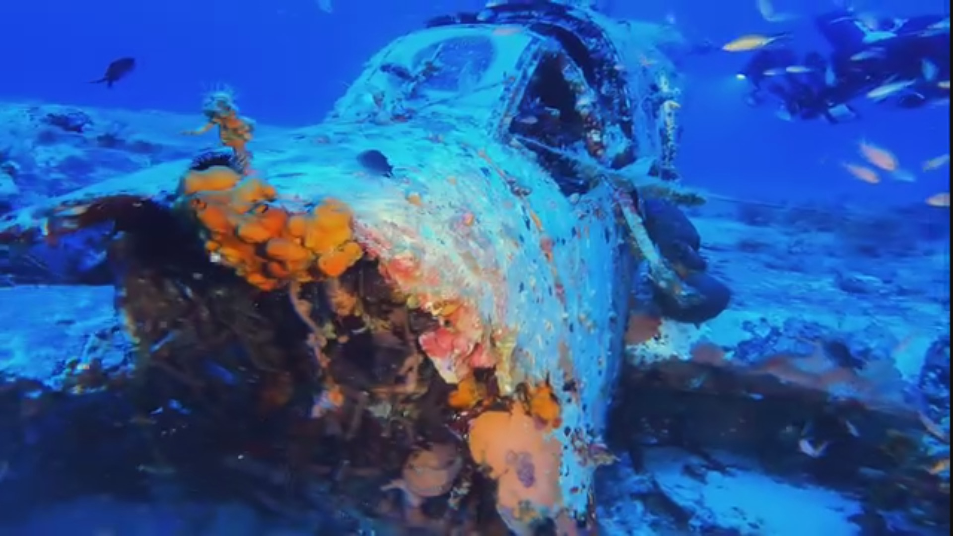 Families get closure after downed RAAF bomber found 80 years later