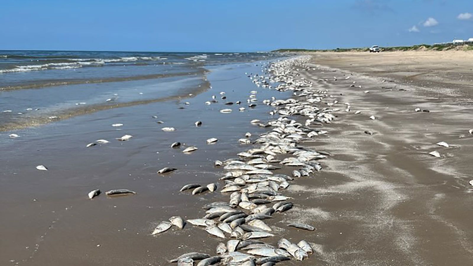 Miles de peces muertos estaban en la playa de Texas.