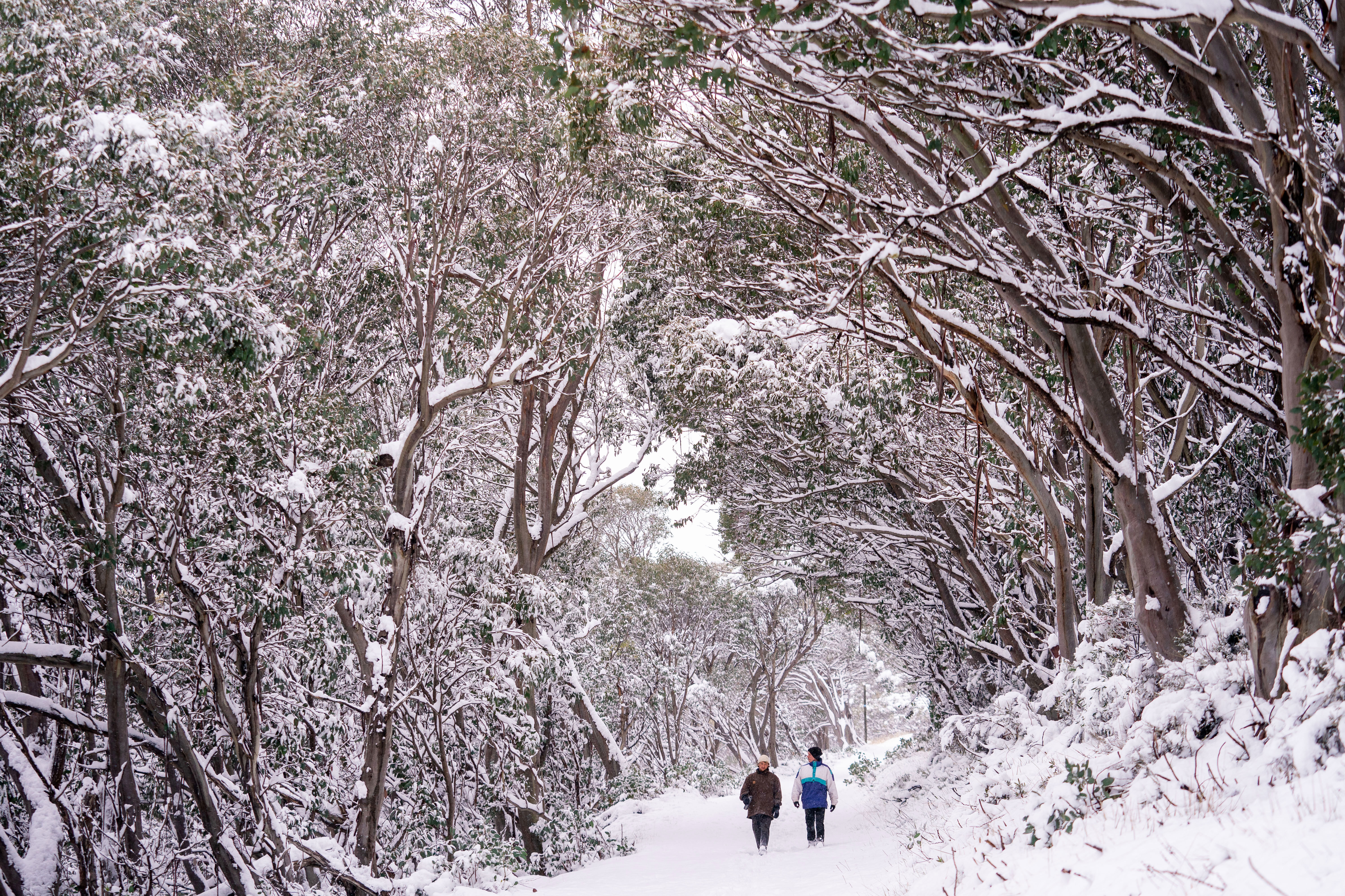 Around 15cm of snow was recorded at the Falls Creek resort on Sunday.
