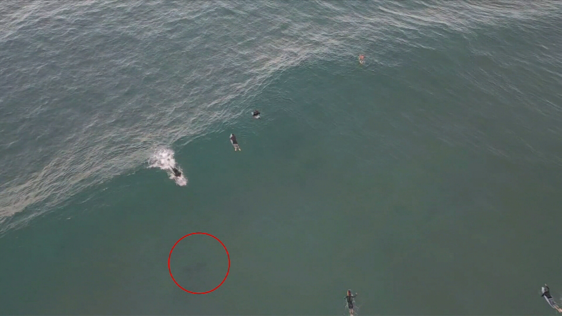 Shark Swims Beneath Gold Coast Surfers On Drone Footage Australian News Breaking News Today