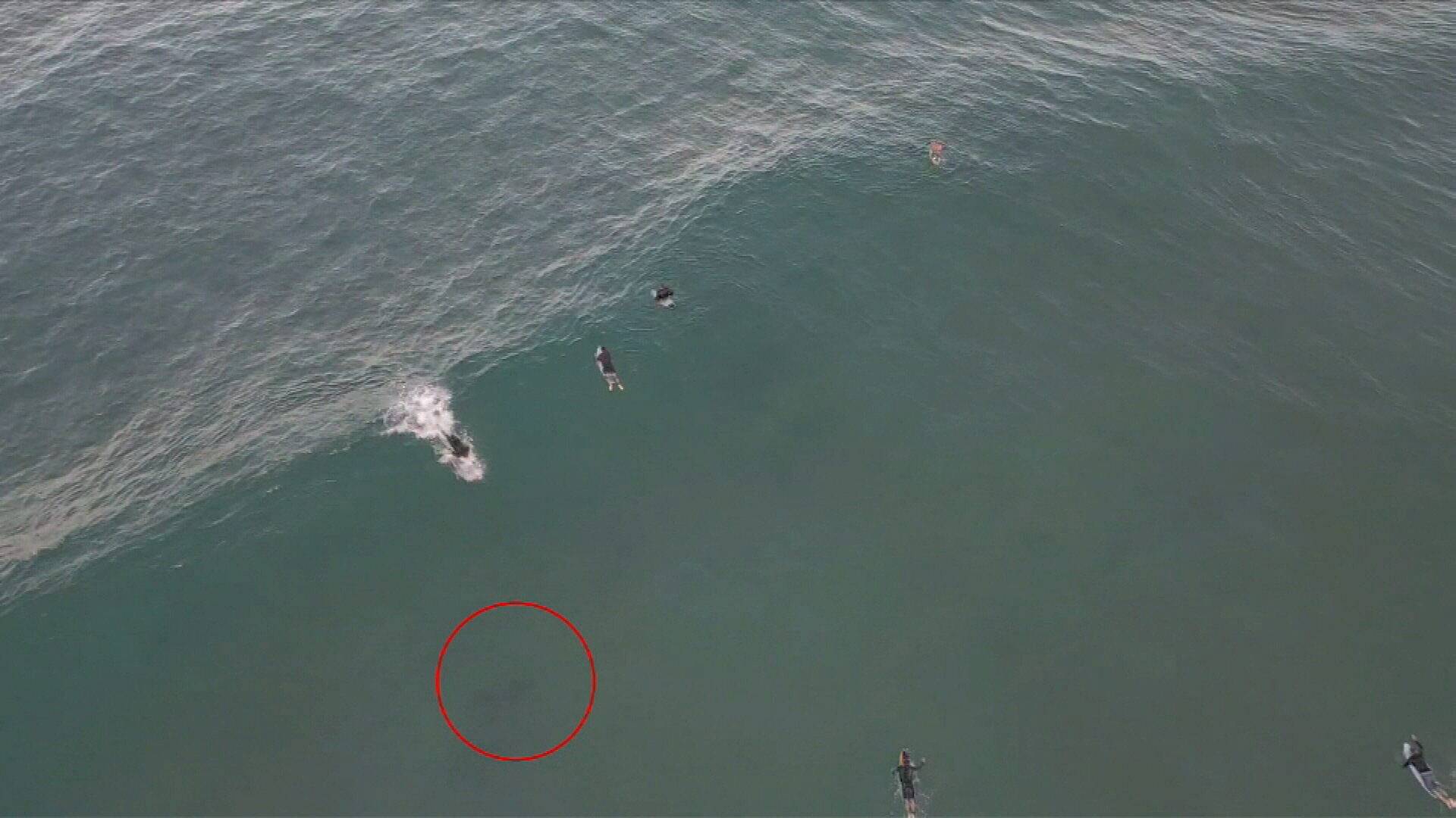 Shark Swims Beneath Gold Coast Surfers On Drone Footage