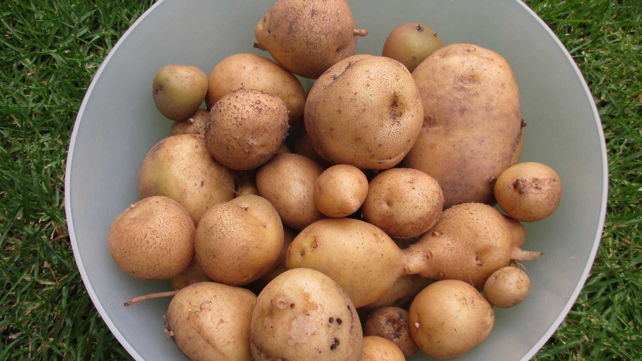 A recent haul of potatoes grown by the Gowers in their backyard.