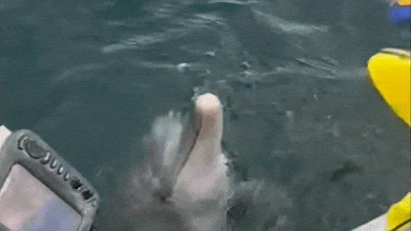 Boy meets dolphin in remarkable encounter