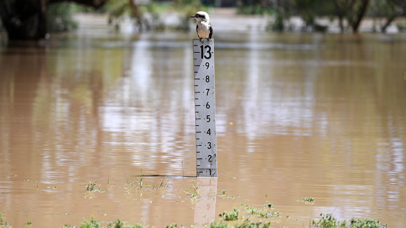 A Kookaburra sits on a flood gauge adjacent to the Balonne river in St George, south-western Queensland, Thursday, February 27, 2020. The Balonne river has peaked at 12.2 metres, causing local flooding