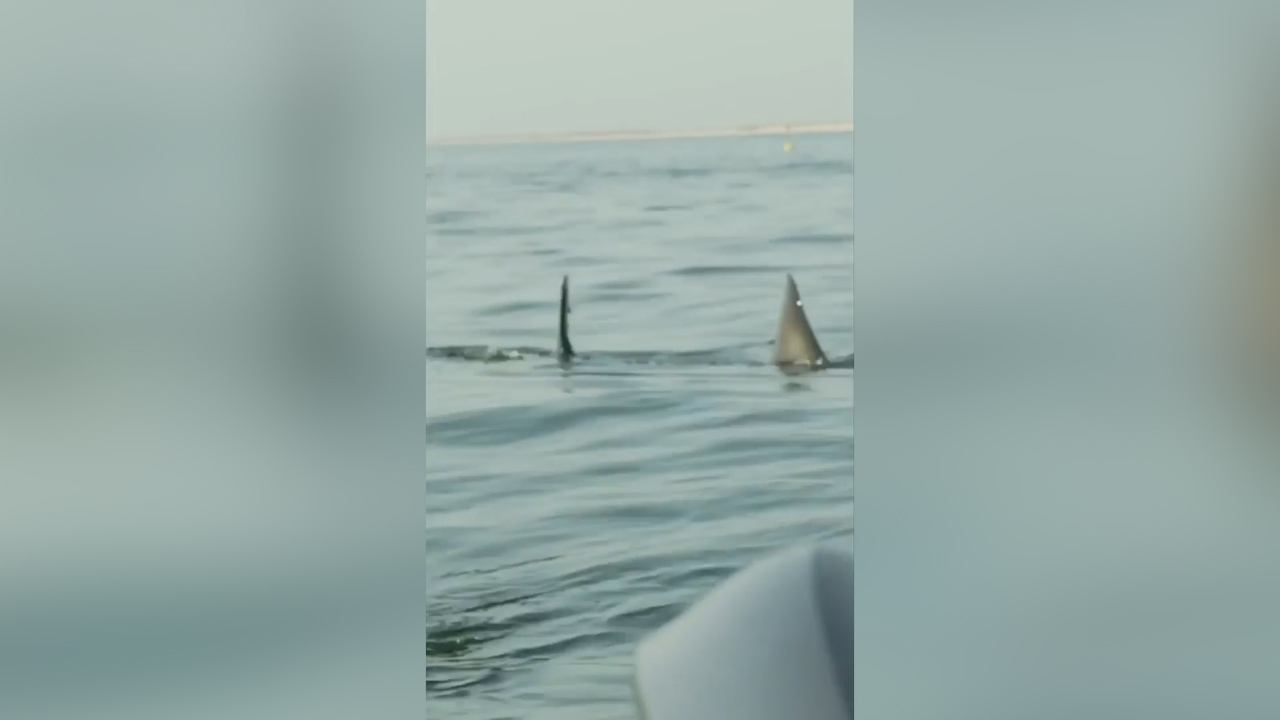 Katharine great white shark reappears after year off radar