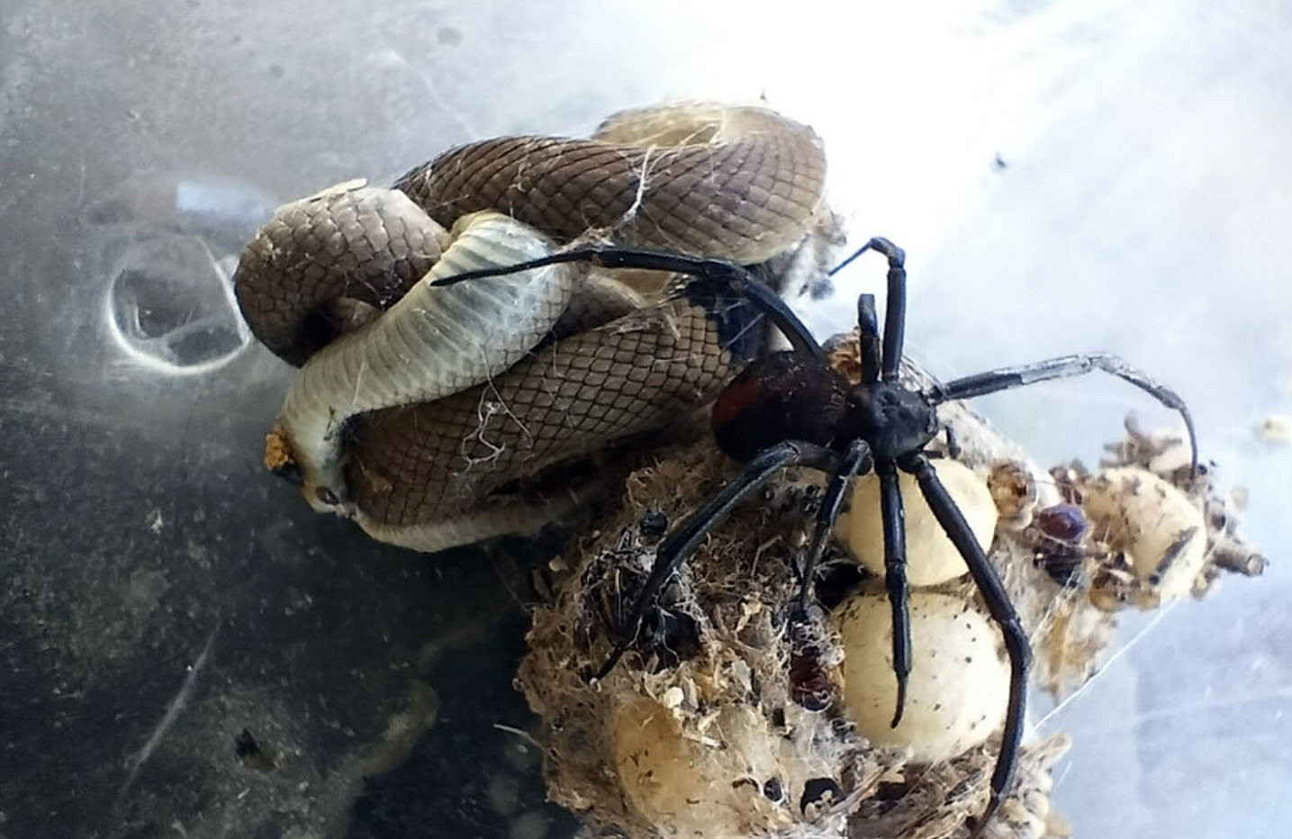 giant spider eating snake