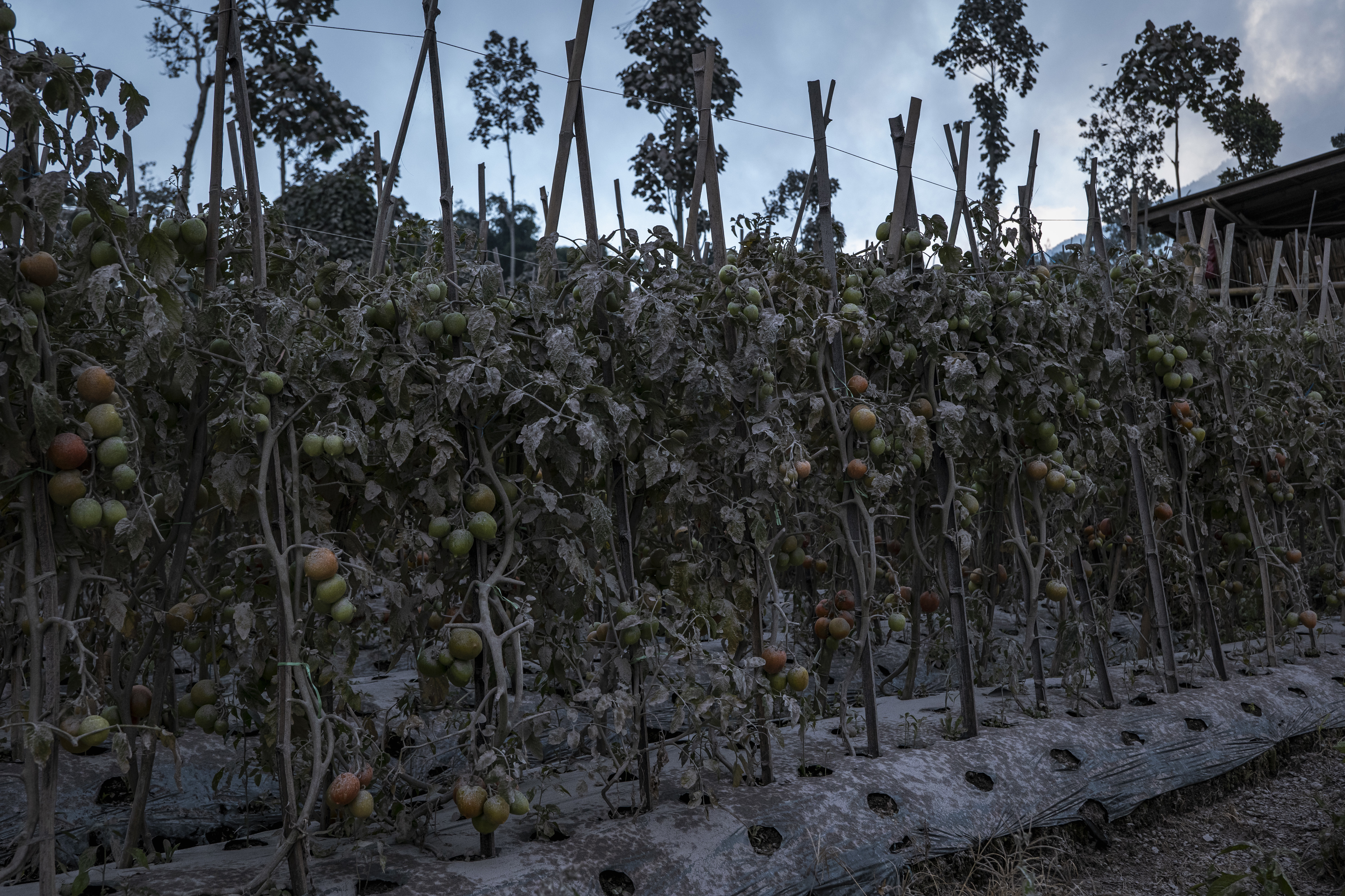 Tomatoes are covered by ash after Mount Merapi erupted spewing volcanic materials at Stabelan village on March 11, 2023 in Boyolali, Central Java, Indonesia.