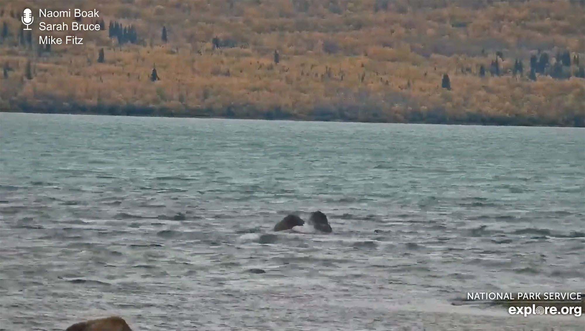 		En esta captura de pantalla de un video transmitido en vivo, dos osos en el Parque Nacional Katmai pelean el 1 de octubre.