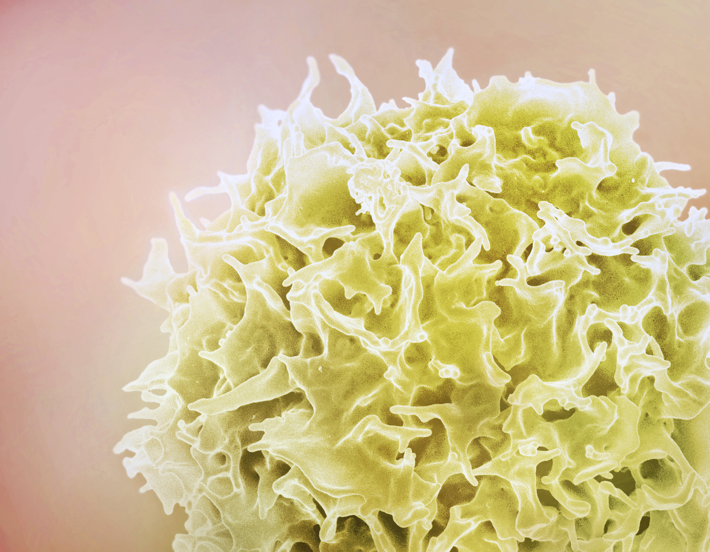 An illustration of a T-Cell.