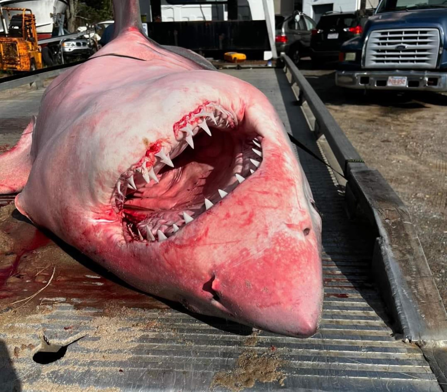 "Unfortunately, this giant was located washed up on the beach," US Police said after the great white shark has found.