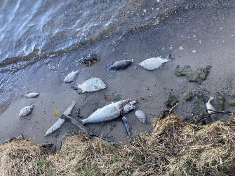 Hundreds of dead fish found washed up at Lake Macquarie.