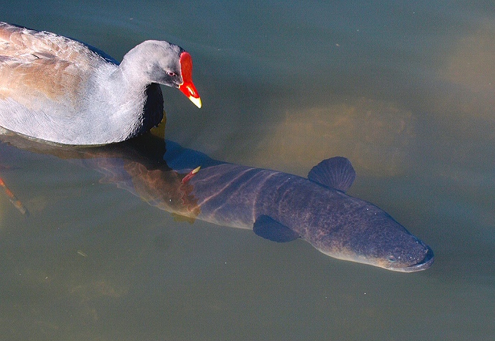 Centennial Park Eels