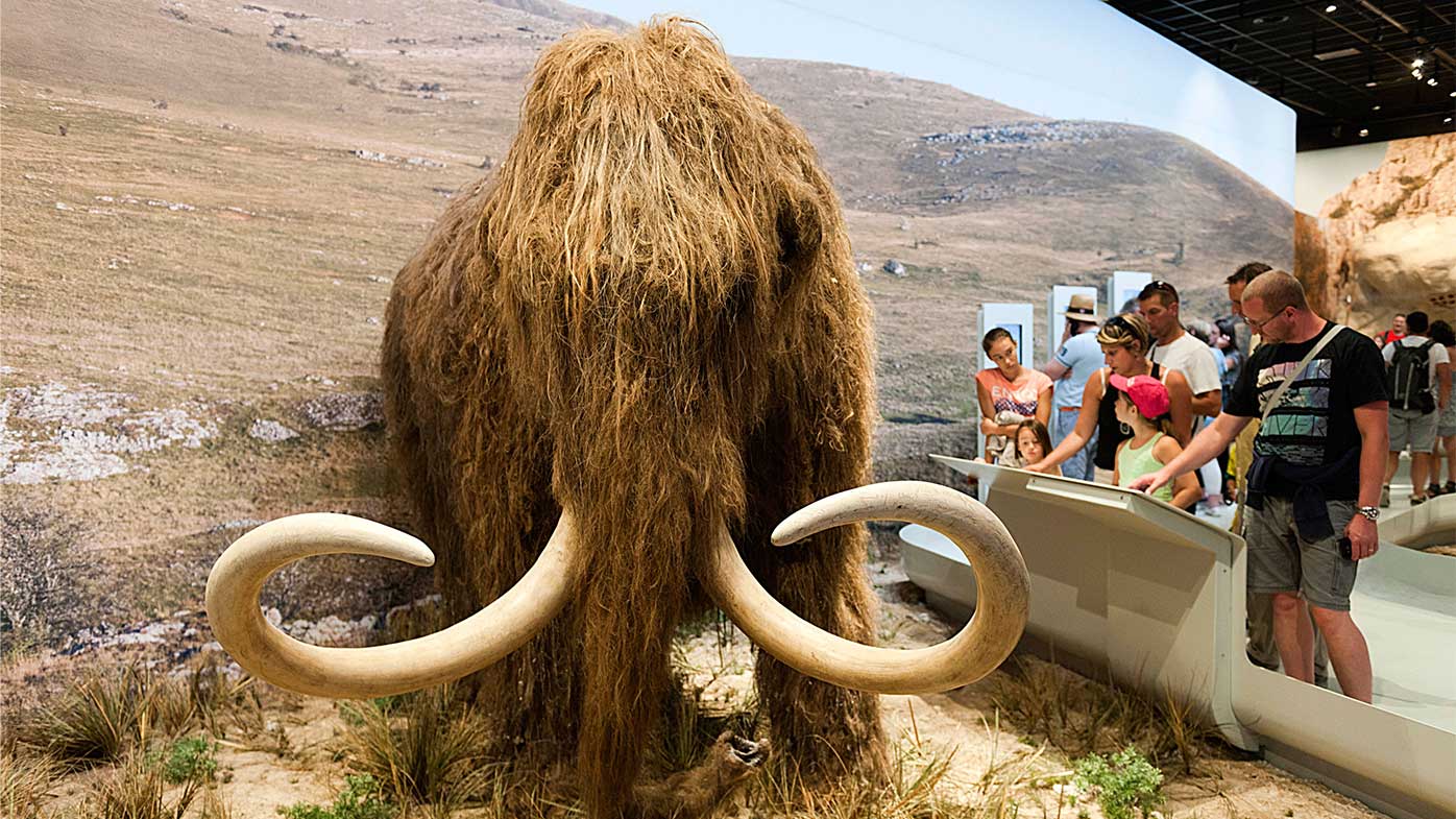 A new biosciences and genetics company, Colossal, has raised A$20 million to bring back the woolly mammoth from extinction.