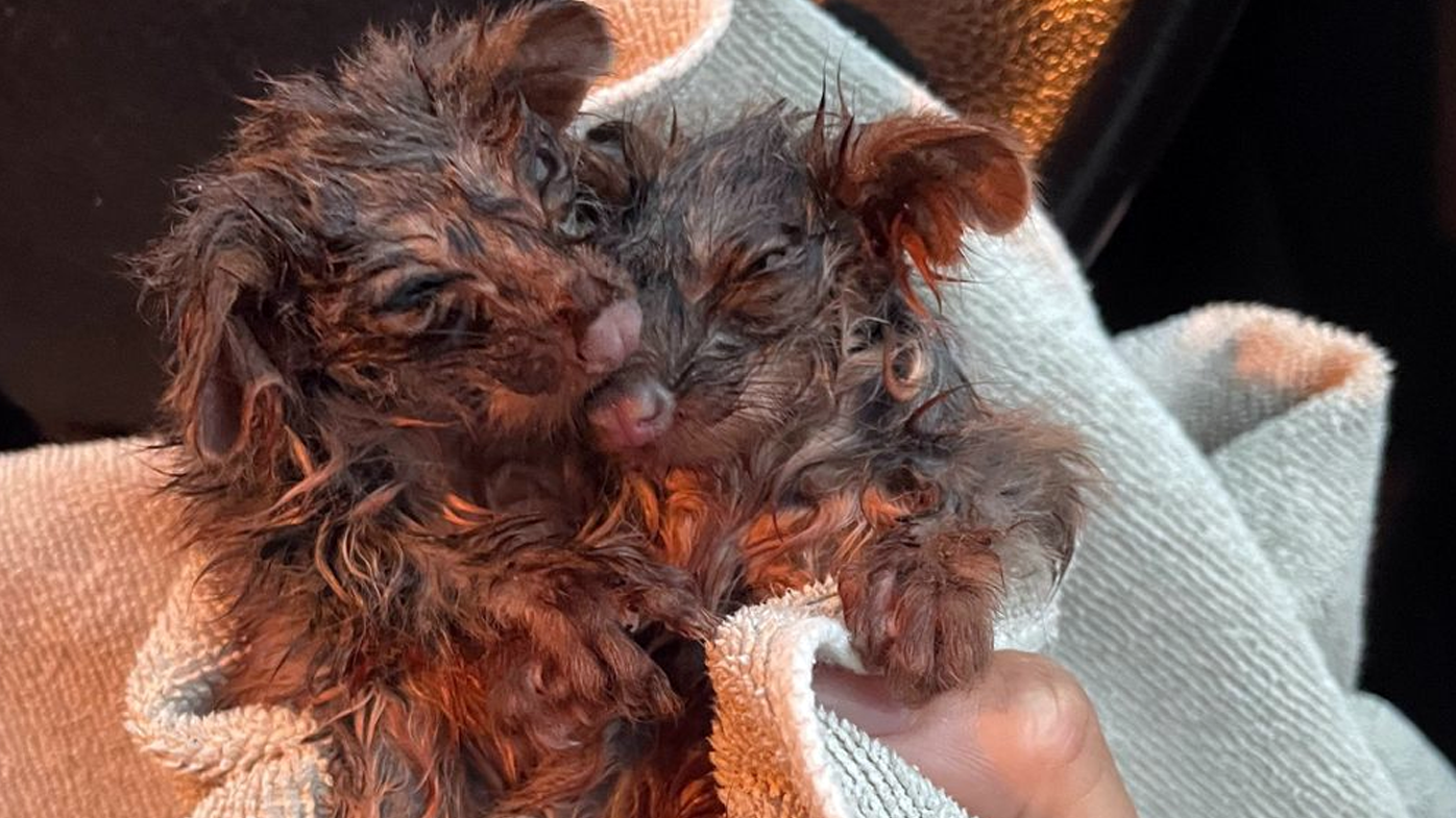 Wildlife Victoria shared a photo of a sodden pair of ringtail possums rescued from the weather event. 