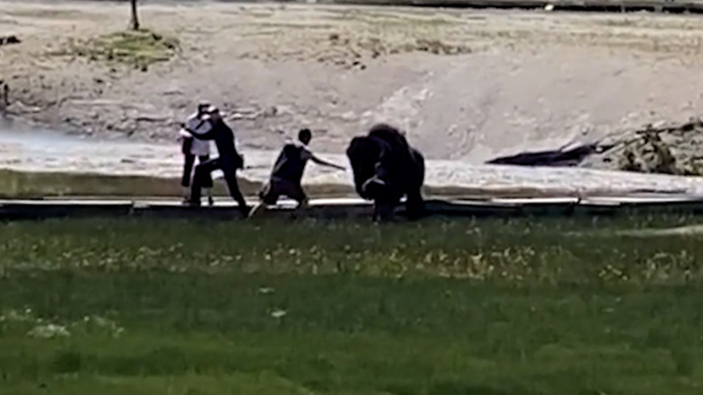 Un hombre sufrió una lesión en el brazo después de ser corneado por un bisonte macho en el Parque Nacional Yellowstone en Wyoming.