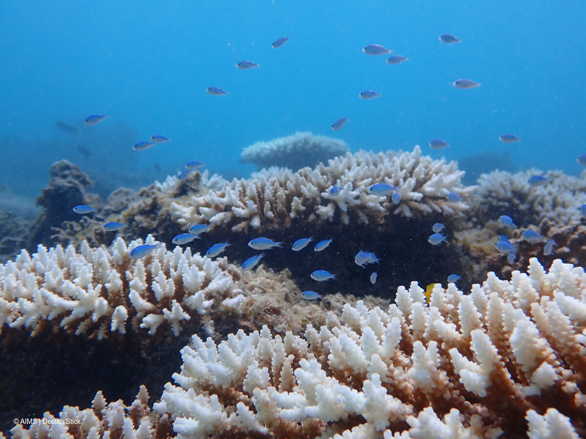 A prolonged marine heatwave has caused the worst coral bleaching event on record for Western Australia, according to a new scientific report.