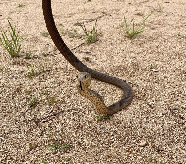 Snake catcher Jeremy De Haan snapped this photo as the eastern brown was released back into the wild, where it belongs.