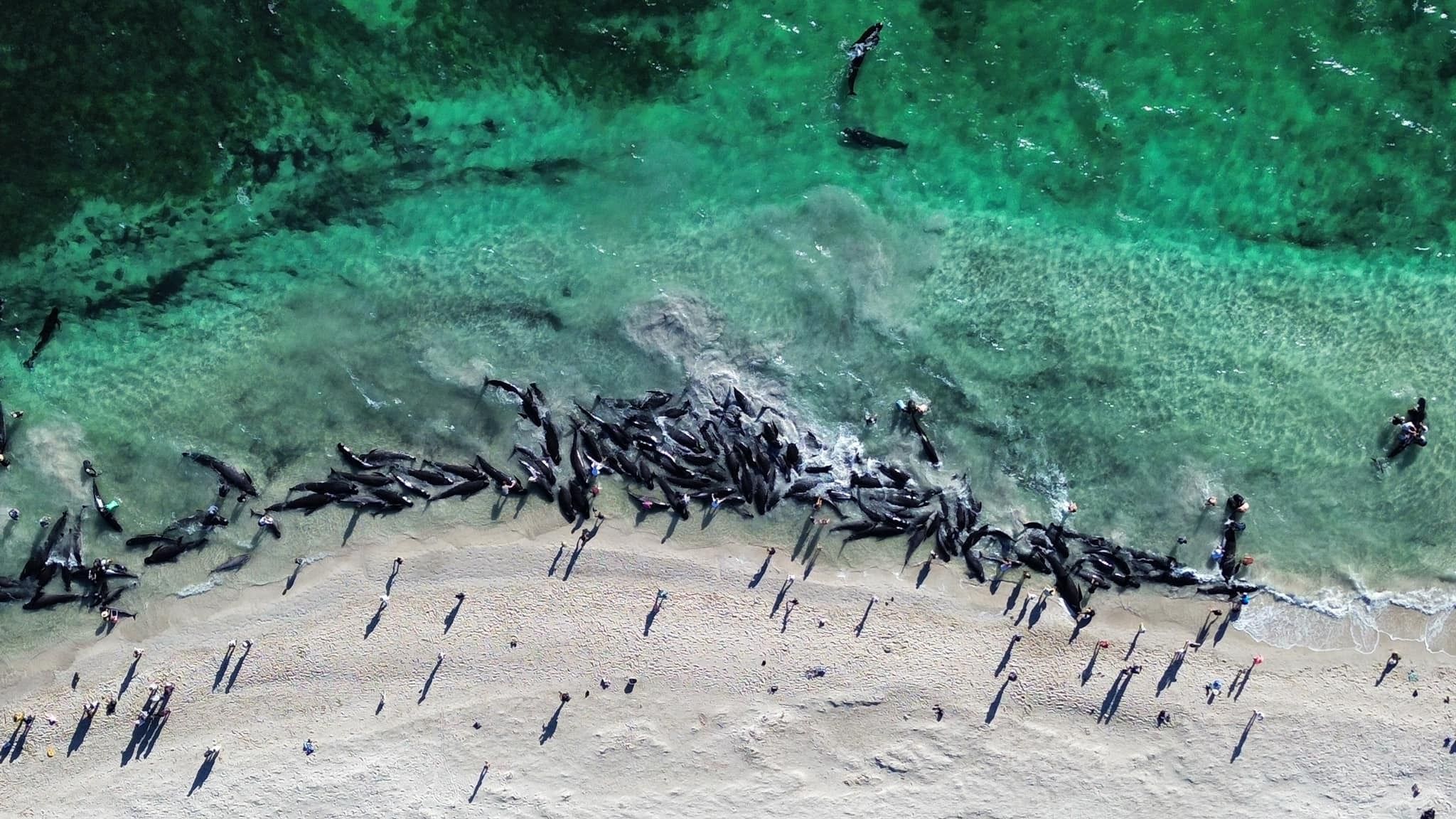 A mass pod of whales are stranded at ﻿Toby's Inlet near Dunsborough in Western Australia 