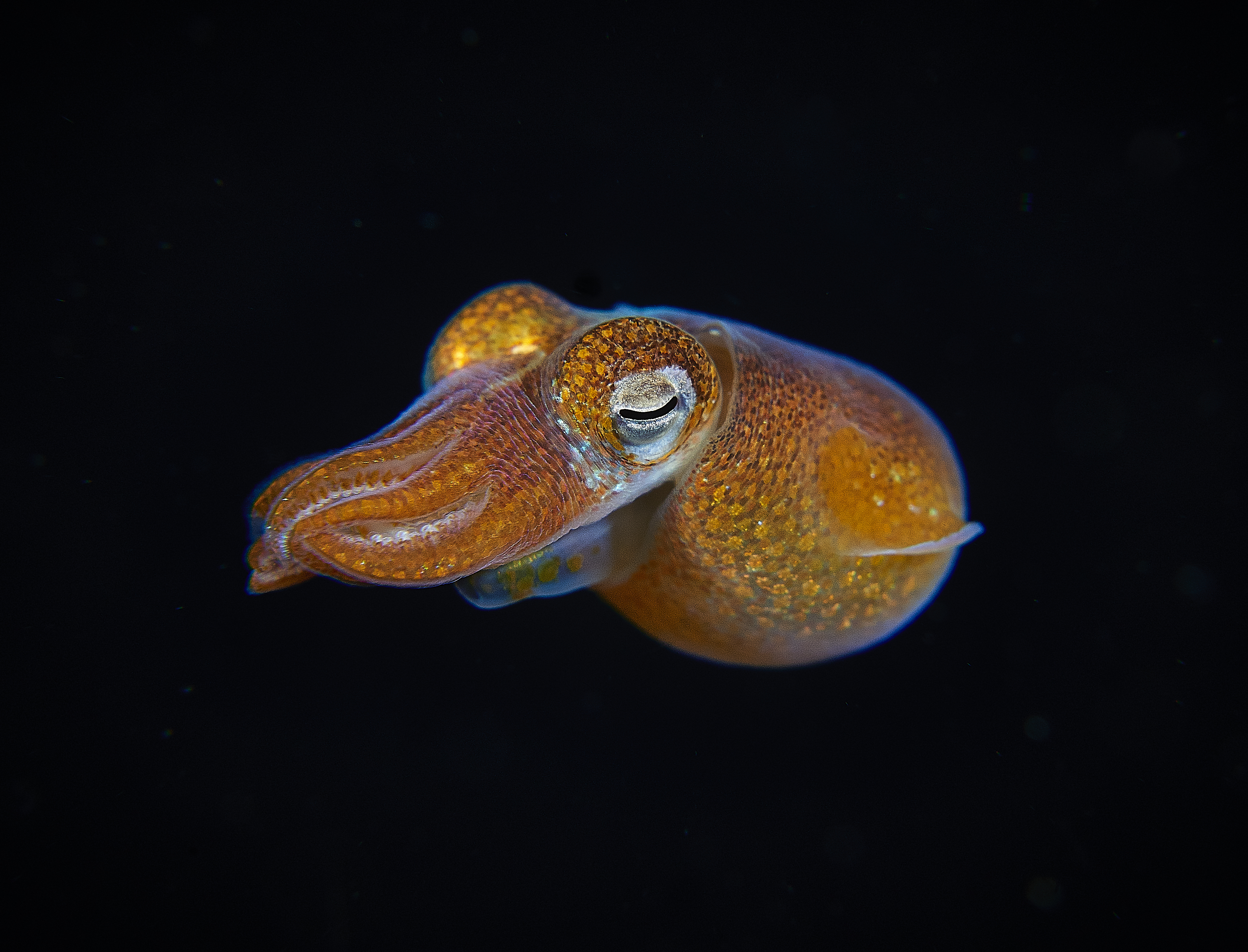 Bobtail glow squid