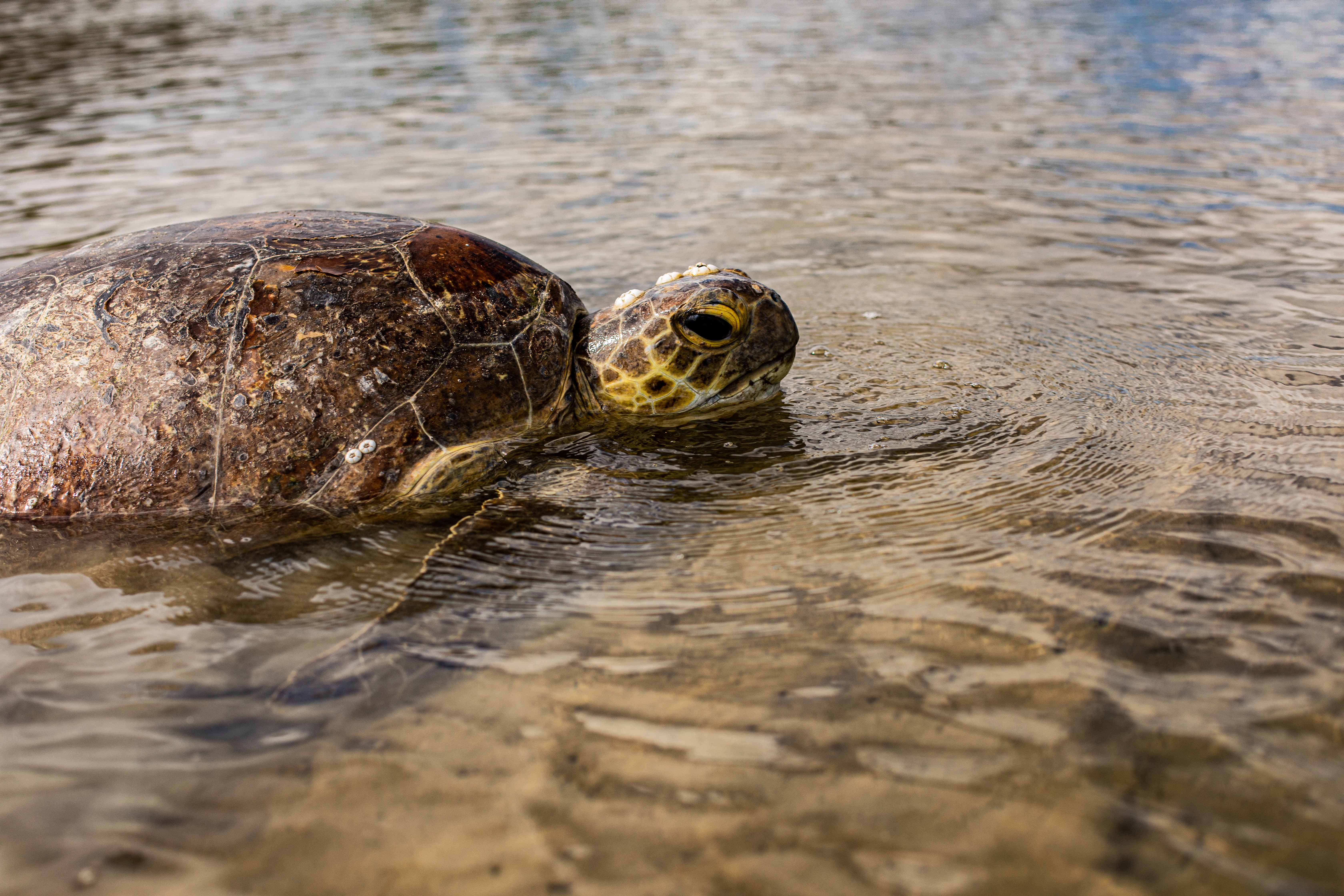 Floods and a mystery 'shell-eating' disease are having a devastating impact on Sunshine Coast sea turtles.