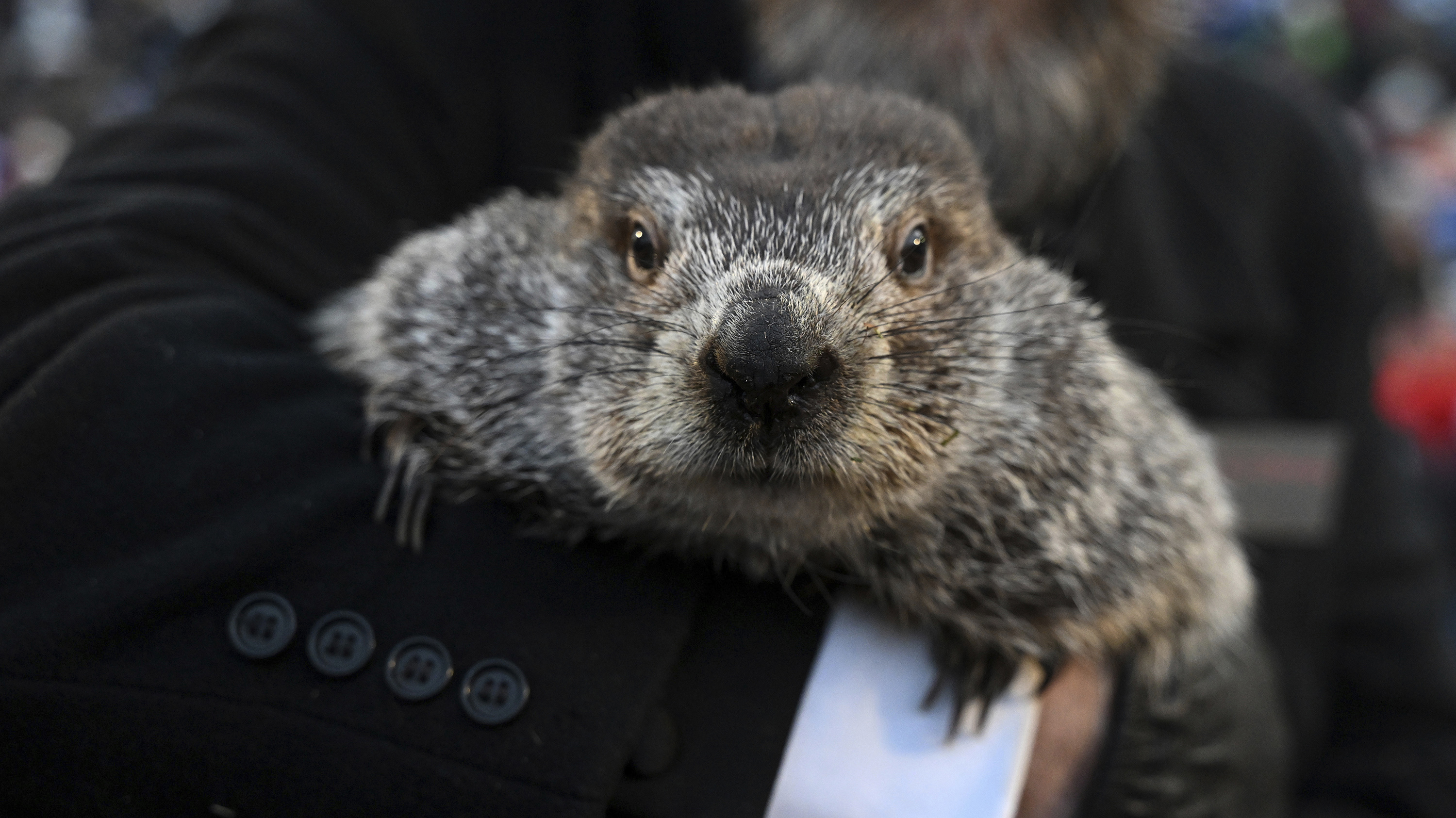El manejador del Groundhog Club, AJ Dereume, sostiene a Punxsutawney Phil, la marmota que pronostica el clima, durante la celebración número 137 del Día de la Marmota en Gobbler's Knob en Punxsutawney, EE. UU.  Los encargados de Phil dijeron que la marmota ha pronosticado seis semanas más de invierno. 