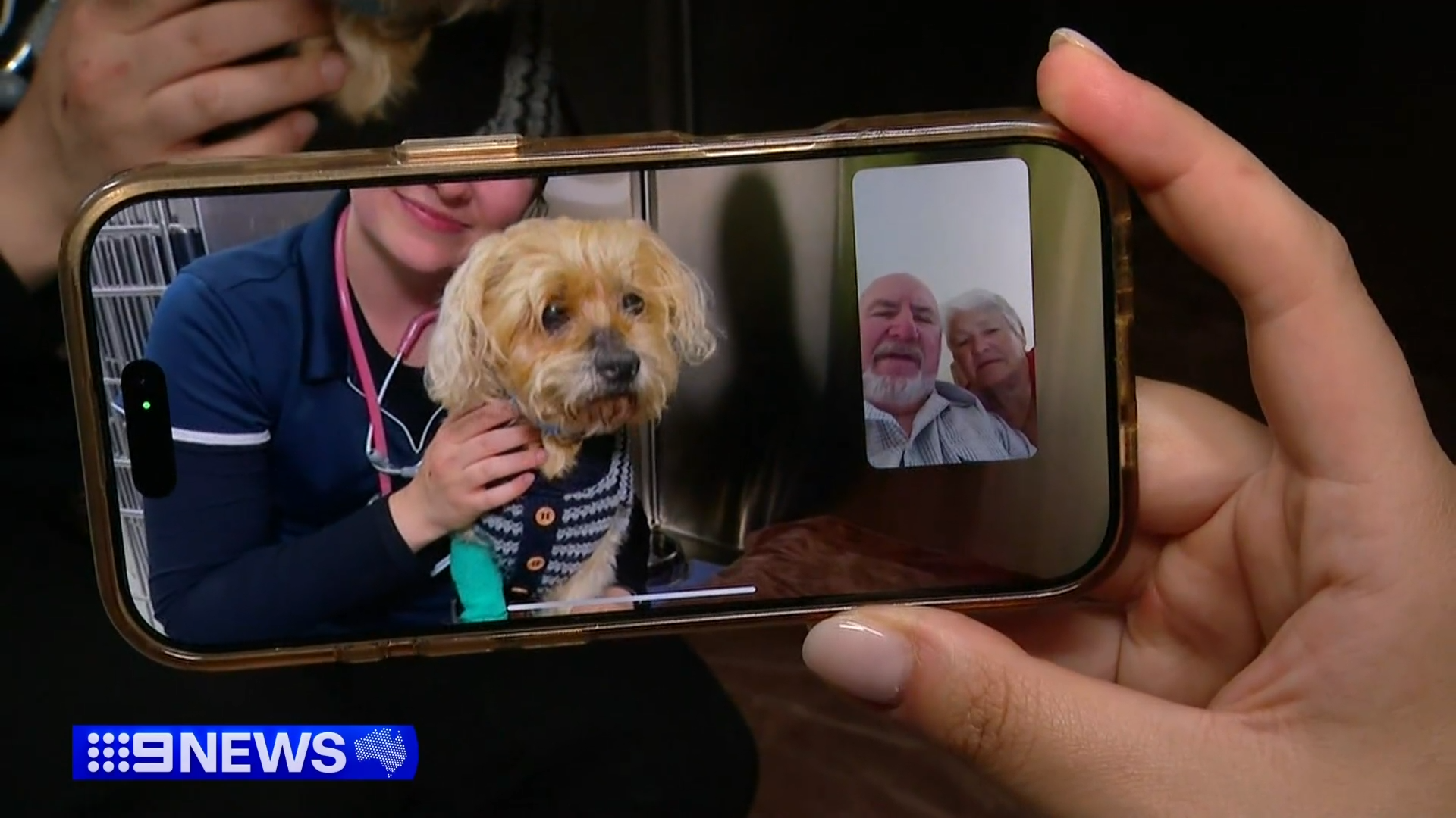 Missing dog reappears after seven weeks in South Australian scrub 