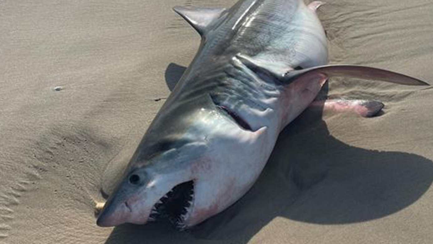 Un tiburón muerto, que parece ser un gran tiburón blanco, apareció varado en las playas del océano en el pueblo de Quogue en Nueva York. 