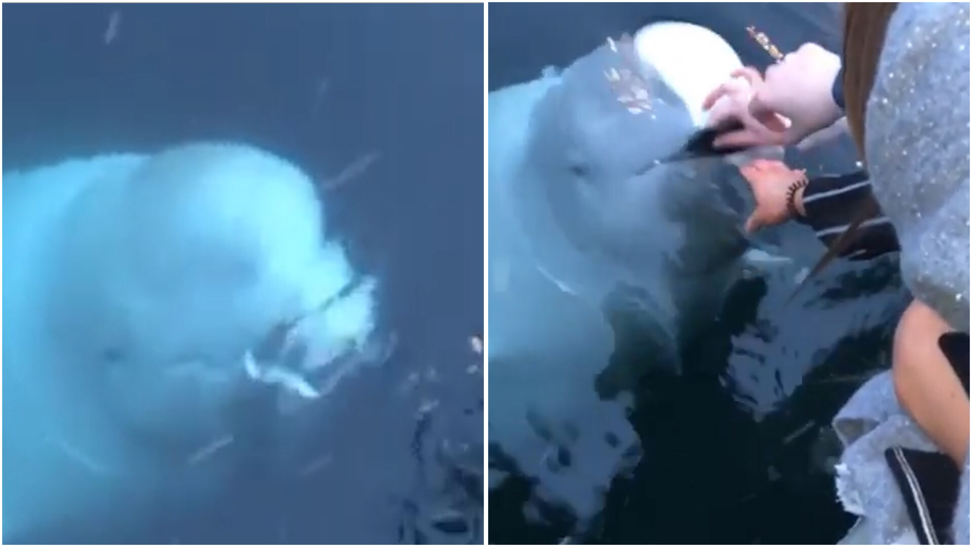 Beluga whales forever blowing bubbles as photographer captures family's  synchronised display - Mirror Online