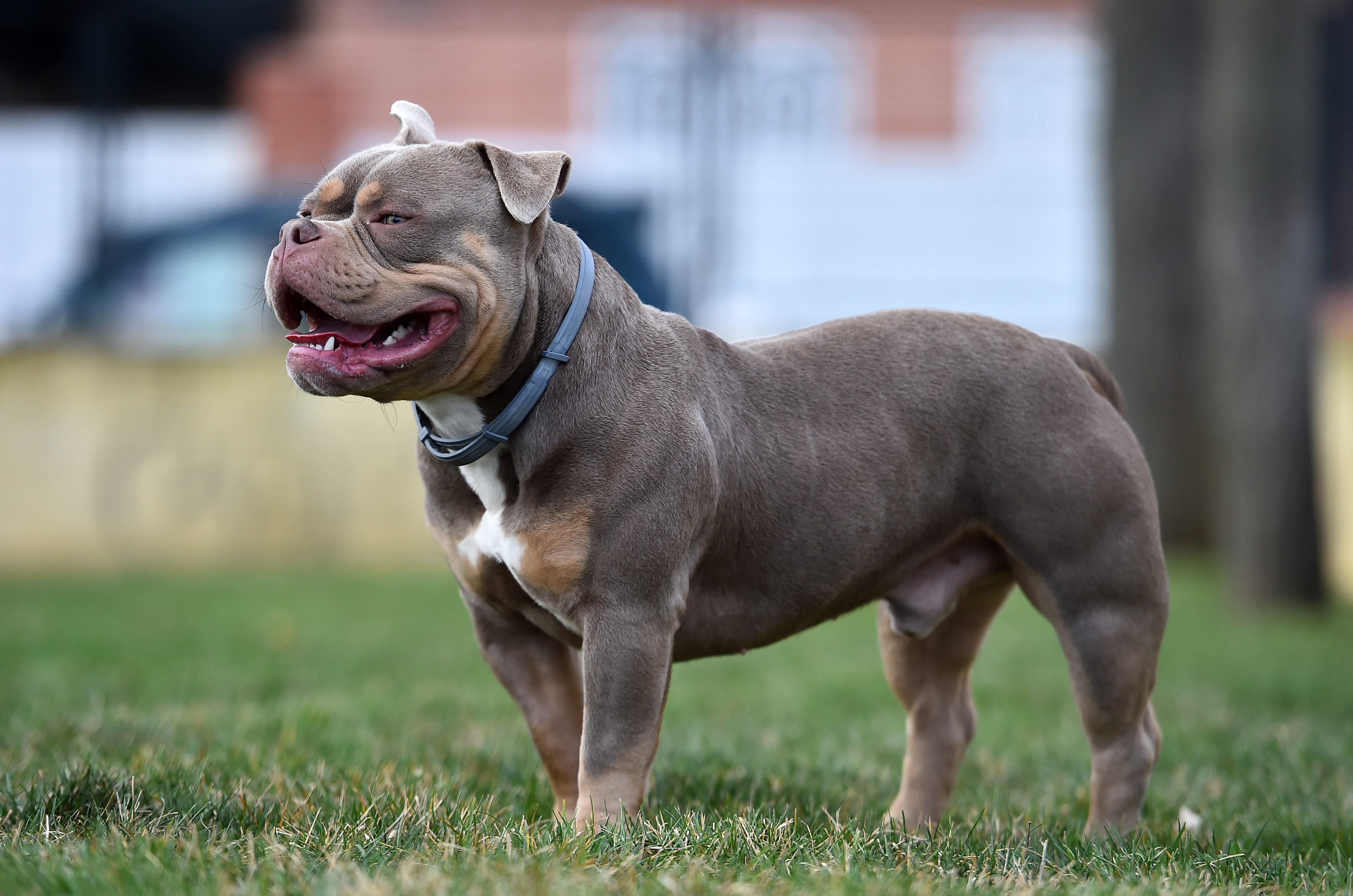 The store dog bully