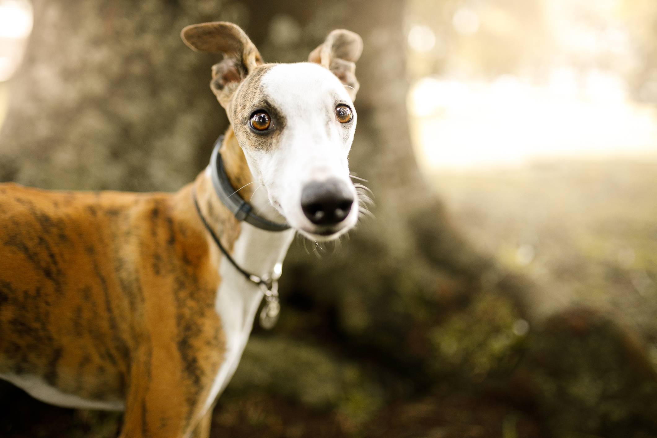 Cute whippet dog portrait.