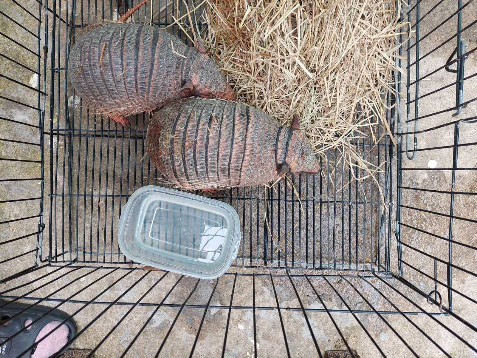 Two women were arrested at Bangkok's international airport with more than 100 animals in their luggage.