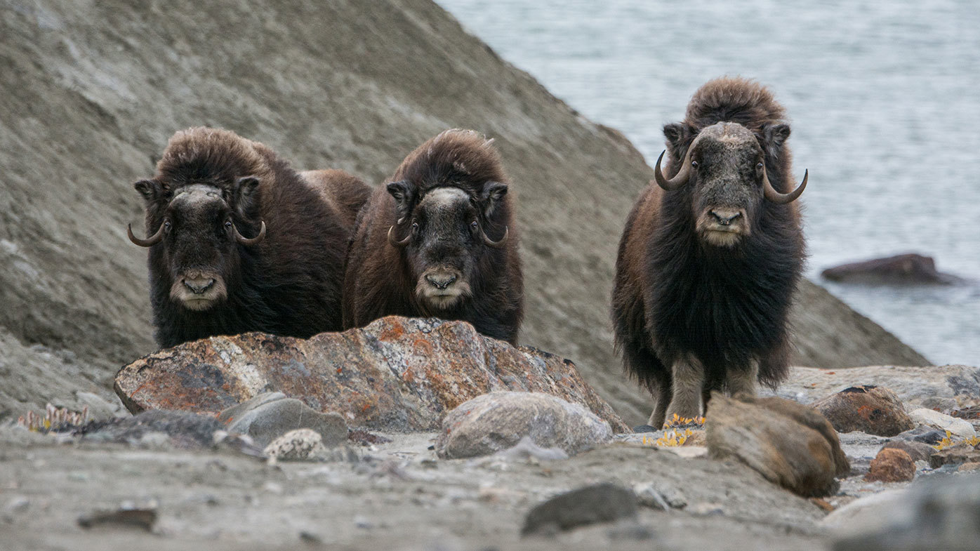 Musk ox is a popular target for hunters in Greenland.
