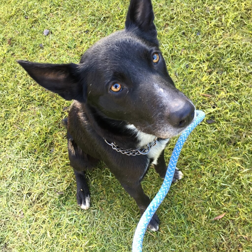 black dog sitting