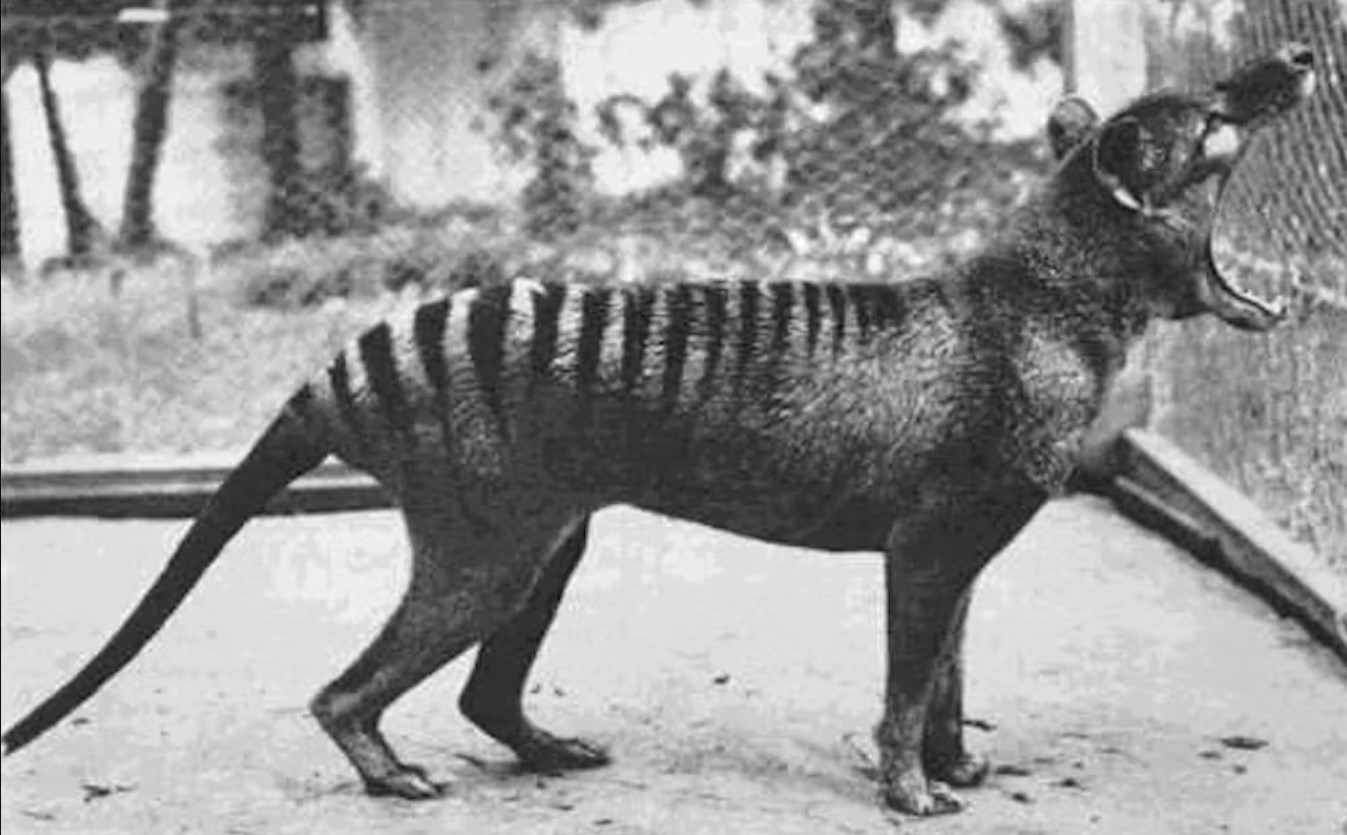 Scans reveal brain secrets of the long lost Tasmanian tiger