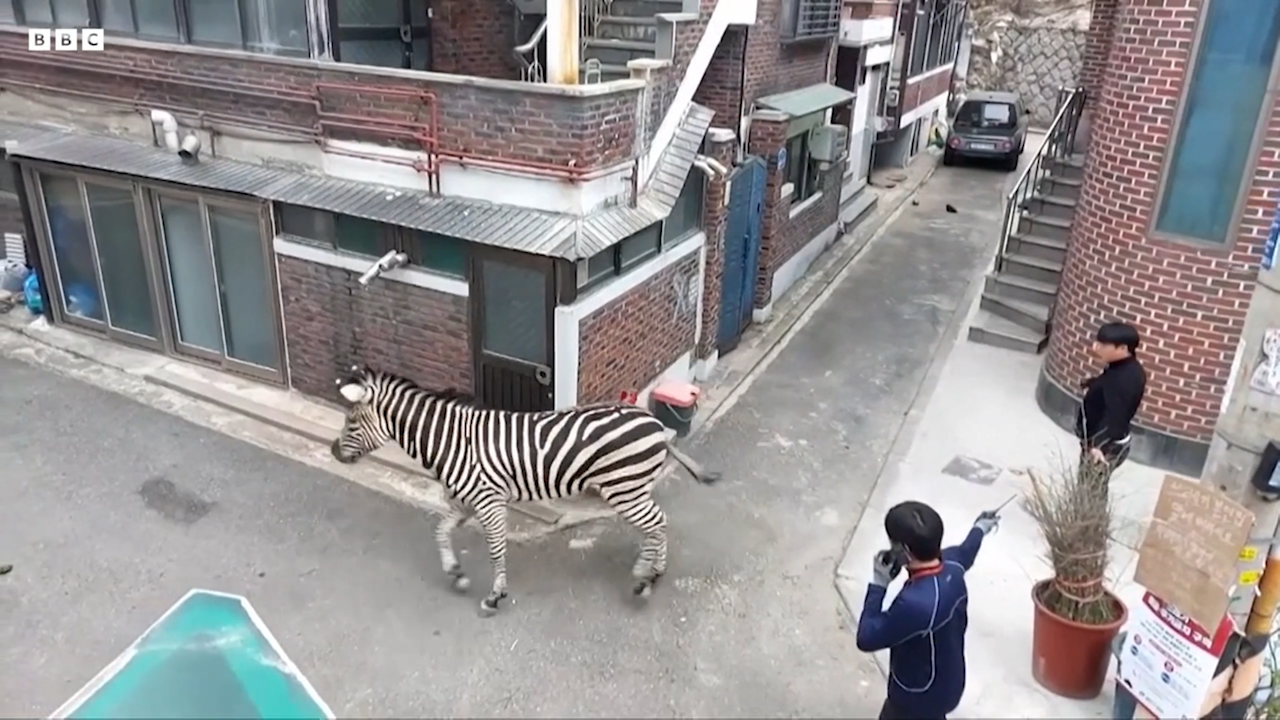 Zebra runs through streets of Seoul after escaping zoo