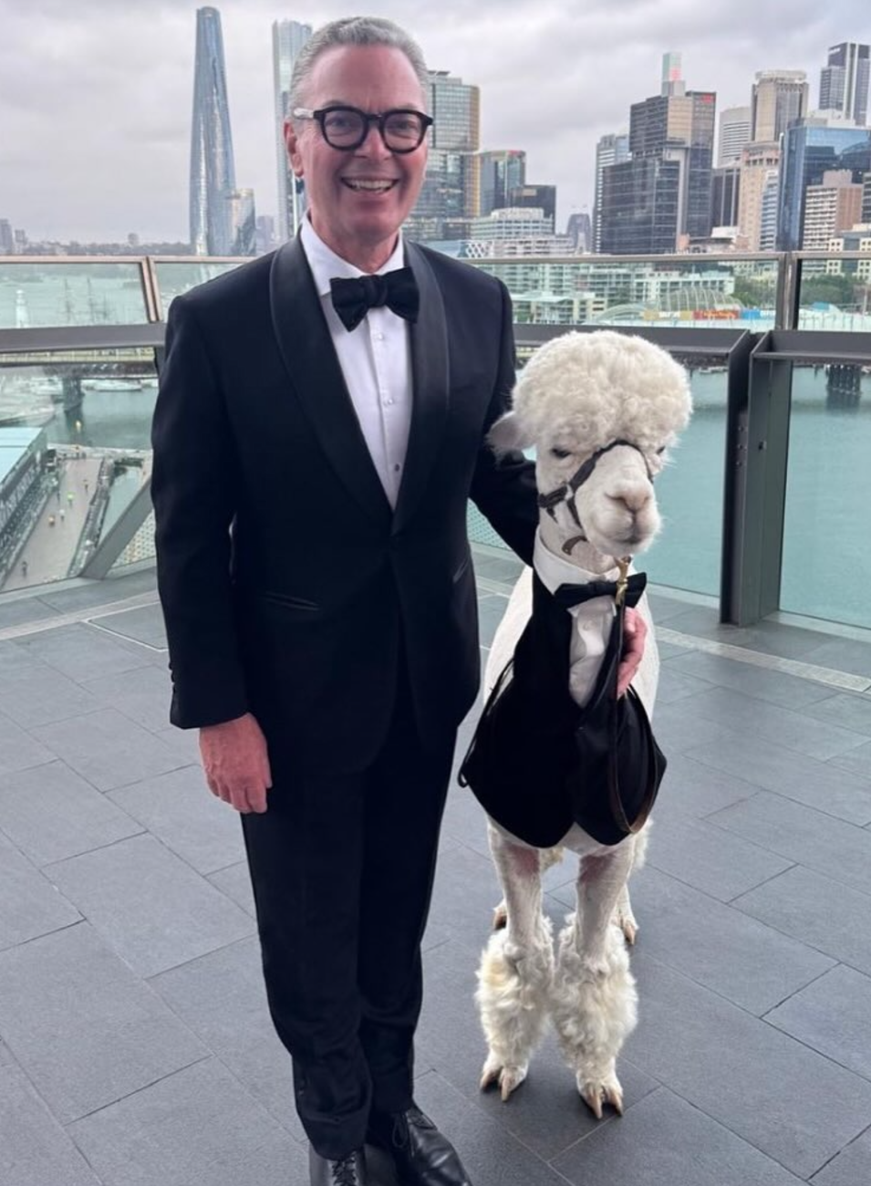 Former defence minister Christopher Pyne with Hephner the alpaca