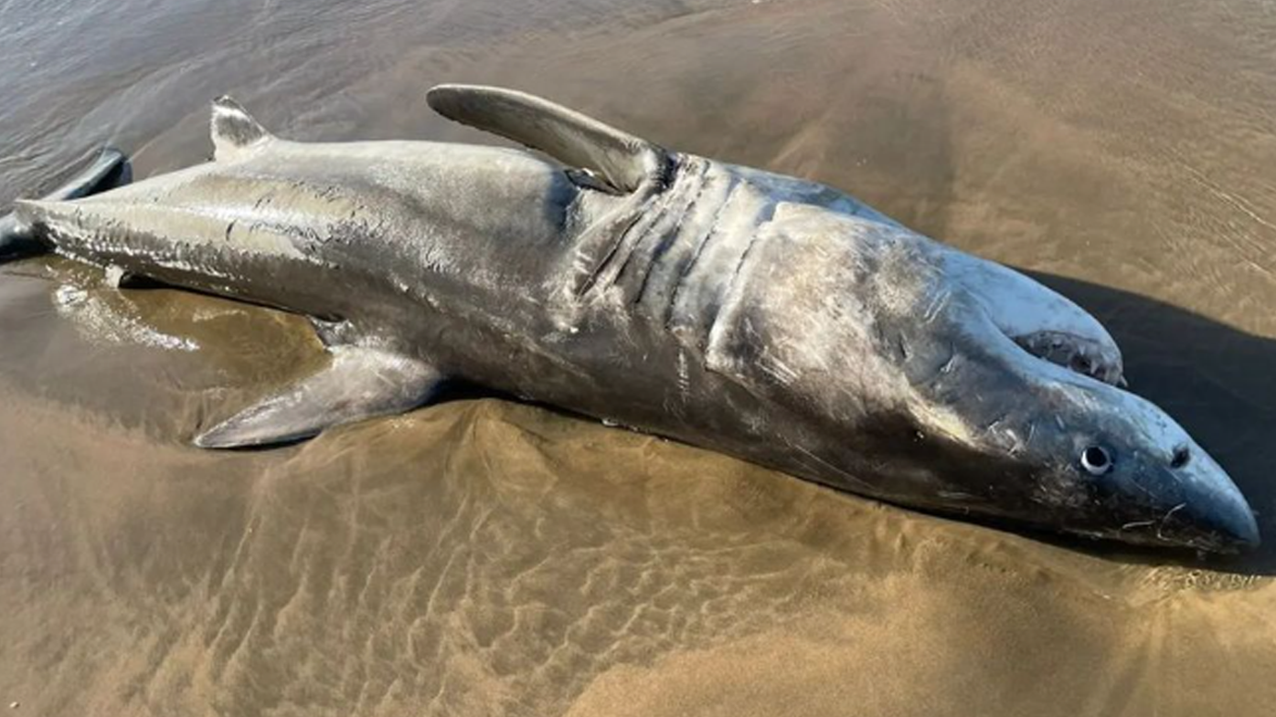 Body of great white shark killed by 'serial' killer whales washes up ...